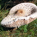 Prächtiges Exemplar eines Riesenschirmlings oder auch Parasol (Macrolepiota procera), gesehen am Waldrand bei Chastler
