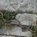 Costa Bella : serpente