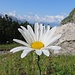 Crisantemo alpino (Chrysanthemum alpinum).