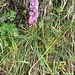 Orchis mascula (L.) subsp. speciosa<br />Orchidaceae<br /><br />Orchide maschia.<br />Orchis male.<br />Männliches Knabenkraut.<br /><br />