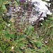 Horminum pyrenaicum L.
Lamiaceae

Ormino.
Hormin des Pyrénées.
Drachenmaul.