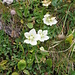 Parnassia palustris L.
Celastraceae (incl. Saxifragaceae p.p.)

Parnassia.
Parnassie des marais.
Sumpf-Herzblatt.
