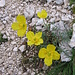 Papaver aurantiacum Loisel.<br />Papaveraceae<br /><br />Papavero retico.<br />Pavot rhétique.<br />Rätischer Alpen-Mohn.