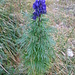 Aconitum compactum (Rchb.) Gayer
Ranunculaceae

Aconito napello.
Aconit compact.
Dichtblütiger Blau-Eisenhut.