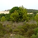 Typische Vegetation in der Dünenlandschaft bei Piscinas.