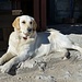 Allein mit Nila auf der Hütte