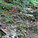 Pfifferlinge im Steilhang, ich konnte da kaum hinkommen