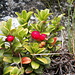 Mirtillo rosso  -  Vaccinium vitis-idaea