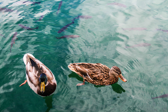 2 Enten und viele Fische im Kozjak See Fotos