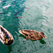 2 Enten und viele Fische im Kozjak See