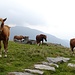 Pferde auf der Alpe Bardughè.
