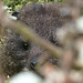 Ein Kippschliefer (Rock hyrax) versucht sich zu verstecken, ist aber chancenlos!