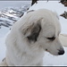 Dunja führt einen eisigen Schnurrbart spazieren (Philips empfiehlt Ladyshave for Dogs).