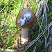 Un altro fungo lungo il sentiero.