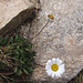 Leucanthemopsis alpina (L.) Heywood<br />Asteraceae<br /><br />Margherita alpina.<br />Marguerite des Alpes.<br />Gewoenliche Alpenmargerite.