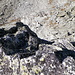 Punta di Val Scaradra, parete W: veduta verticale dalla vetta. È la stessa parete che si vede [http://www.hikr.org/gallery/photo1569806.html?post_id=86297#1 qui] in visione frontale