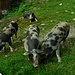 Da das Wetter so schlecht war, gibt es leider nur dieses Foto der Schweine an der Nassereithütte