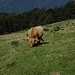 Bovino di razza Highlander all'Alpe Cottino