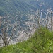 Skeletbäume vom Brandgebiet April 2002