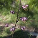 Orchideales Fotomotiv zwischen Bann und Bosco Gurin