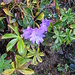 Primula integrifolia L.<br />Primulaceae<br /><br />Primula a foglie intere.<br />Primevère à feuilles entières.<br />Ganzblättrige Primel.