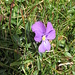 Viola Calcarata L.<br />Violaceae<br /><br />Viola con sperone.<br />Pensée éperonnée.<br />Langsporniges Stiefmütterchen.