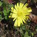 Hieracium pilosella L.
Asteraceae

Sparviere pilosetto.
Epervière piloselle.
Langhaariges Habitchskraut.