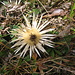Carlina acaulis subsp.caulescens (Lam.) Schübl. & G.Martensl<br />Asteraceae<br /><br />Carlina bianca.<br />Carline blanche.<br />Silberdistel.
