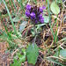 Prunella vulgaris L.
Lamiaceae

Prunella comune.
Brunelle commune.
Kleine Brunelle.