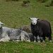 typische Hardwick Schafe, wie sie zu 100'000 anzutreffen sind...