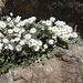 die nur auf Korsika wachsenden Strohblumen bilden ein schönes Polster