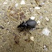 Ein Käfer huscht über den Weg