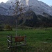 Eng: Blick durch einen von Hansi Hinterseer 2008 gepflanzeten Ahorn zur Spritzkarspitze