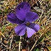 Alpenveilchen  (Viola calcarata)