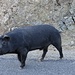 ein erstes der Halbwildschweine quert vor uns die Strasse