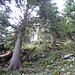 Anstieg im Wald