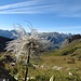 Alpen-Anemone (Pulsatilla alpina)