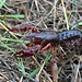    Gambreo rosso di Fiume:
Il Procambarus clarkii, come l'affine Procambarus alleni è originario delle aree palustri e fluviali degli Stati Uniti centro-meridionali e del Messico nord-orientale.

A causa della prelibatezza delle sue carni (se allevato in acque pulite), delle discrete dimensioni che è in grado di raggiungere (supera spesso i 12,5 cm di lunghezza), della velocità di accrescimento e della sua prolificità è stato importato a scopo di allevamento nelle acquicolture di numerosissimi paesi ed è attualmente considerato il gambero di fiume più diffuso al mondo in quanto si conoscono sue popolazioni acclimatatesi praticamente in ogni continente ad eccezione di Australia e Antartide.

In Italia, fu importato in Toscana dalla Louisiana da un'azienda di Massarosa, vicino al Lago di Massaciuccoli, per un tentativo di commercializzazione. Si è poi diffuso, dopo esser sfuggito al controllo degli allevamenti di chi lo aveva importato, in quasi tutta l'Italia centrosettentrionale e in Sardegna.

