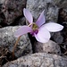 feine Blüte;
evtl. das Efeublättrige Alpenveilchen (oder Neapolitanische Zyklame)