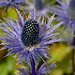 Alpen-Mannstreu (Eryngium alpinum)