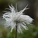 Alpen-Anemone (Pulsatilla alpina)