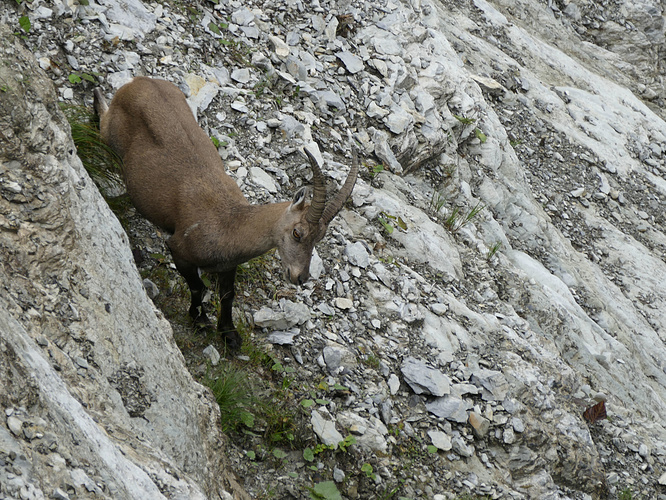 Eine Steingeiß Alpensteinbock (Capra ibex) Fotos