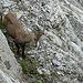 Eine Steingeiß <br />Alpensteinbock (Capra ibex)