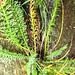 salamandra 