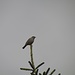 Hausrotschwanz (Phoenicurus ochruros)