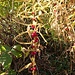 Quirlblättrige Salomonssiegel (Polygonatum verticillatum)

Besten Dank an mamiestho