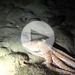 Eine wunderschöne Polpessa (Octopus macropus / Langarmiger Krake), nachts im Meer vor Laconella (Insel Elba). Diesen Tintenfisch sieht man nur nachts und sein auffälligstes Merkmal gegenüber einem Gemeinen Kraken sind die weißen Punkte, die längeren Arme und der spitzere Kopf.<br />An alle Kritiker vorab: natürlich stört der nächtliche Taucher mit seiner Lampe immer die Tiere extrem, was natürlich sehr bedauerlich ist. Tiere wie der Meeraal, die Muräne, der langarmige und gemeine Krake, die Sepia, der Kalmar und viele andere, sind nun mal nachtaktiv und man bekommt sie tagsüber zum Teil nicht oft zu Gesicht. Ich will die Tiere natürlich nicht übermäßig ärgern, ich will eigentlich nur ihre Schönheit zeigen. Dafür jage ich sie nicht mit der Harpune und esse sie nicht! Entschuldigung für die Störung an alle Tintenfische und sonstige! Danke, dass ich Euch filmen durfte! :-) Es war ein wunderschönes, interessantes Elebnis!<br /><br />Aufgenommen am 16.09.2014 um 23°° mit der Canon Powershot D10