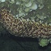 Forskals Seewalze (Holothuria forskali), Variable Seegurke weißfleckig