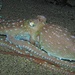 Langarmiger Krake, Octopus macropus, Polpessa sieht man nur nachts / si vede solo di notte.