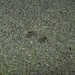 Dieselbe Sepia wie auf dem letzten Foto hat sich im Sand eingegraben.<br /><br />La stessa seppia come sulla foto precedente si è sotterrata nella sabbia.